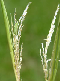 MCE EU Rice Plant